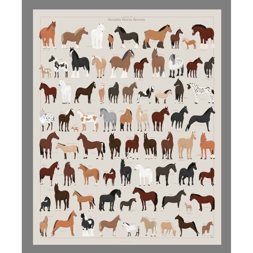 Pop Chart Lab Notable Horse Breeds Poster 24 x 36 Educational Infographic NEW